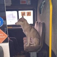 Потерявшийся пес хаски ездил по Копейску на маршрутке и сам искал хозяина