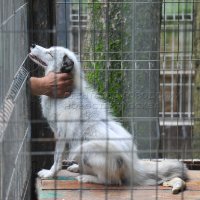 Почти 60 животных прошли реабилитацию в московском Центре передержки в 2021 году