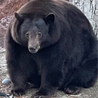 Анализ ДНК спас жизнь толстого медведя по кличке Танк Хэнк — его хотели усыпить за проникновение в дома в поисках еды
