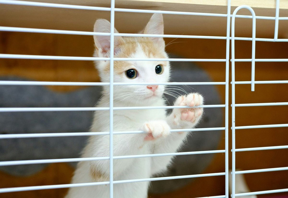 Сайт приюта кошек муркоша. Приют Муркоша котята. Adoption центр для кошек Муркоша. Котята из приюта. Белый котенок приют.