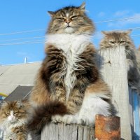 День кошек в России