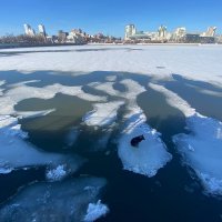 В центре Челябинска собака застряла на льдине посреди реки