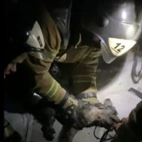 «Дыши, не бойся!»: задохнувшуюся при пожаре собаку спасли массажем сердца и кислородной маской