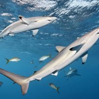 Ученые обнаружили в корме для домашних питомцев мясо исчезающих видов акул