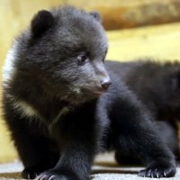 Привезенные в Тверскую область новгородские медвежата начали понемногу есть