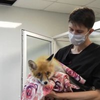 Копейский Айболит: ветеринар из Челябинской области спасает диких зверей