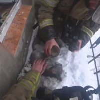 «Делали искусственное дыхание и отпаивали водой»: Пожарные реанимировали котенка, пострадавшего на пожаре под Нижним Новгородом