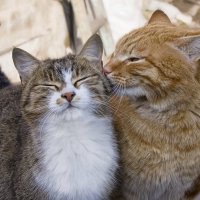 Новенькая: что делать, если между домашними кошками не складываются отношения