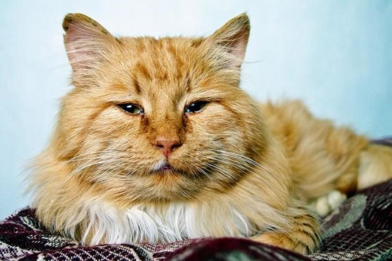 Как определить возраст кошки: 4 простых способа » Кошка Ветра