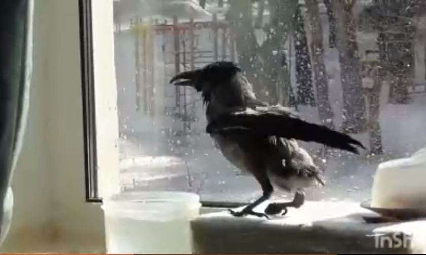 Жизнь ворона. Ворона стучит в окно к чему это. Кошка с вороной. Ворона стучит в окно