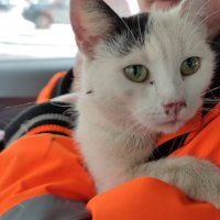 В Петербурге волонтеры спасли выброшенную в пакете кошку, которая просидела с удавкой на шее двое суток