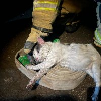 Кот Пузик спас хозяина при пожаре в саратовской многоэтажке, но чуть не погиб сам