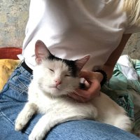 Спасшего хозяина при пожаре кота Пузика выписали из больницы