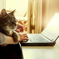 Психологи оценили, как домашние кошки влияют на работу хозяев