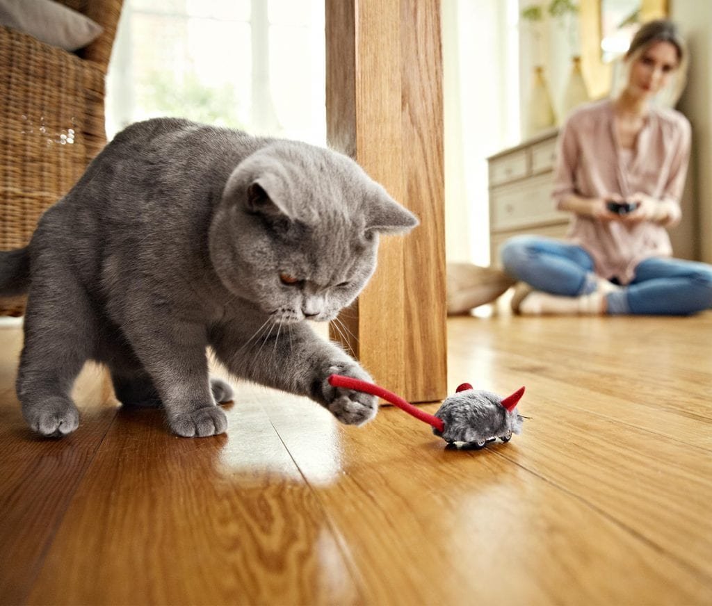 Кошка играет с игрушкой