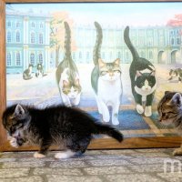 Успокоить нервы по записи. Где в Петербурге погладить котов