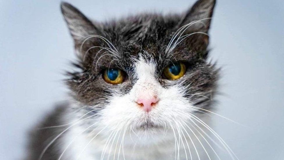 Пушистое чудо: Фотографий удивительной красоты котов со всего мира (29 фото)