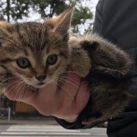 Водитель, полицейские и вагоновожатая спасли котенка на улице Куйбышева