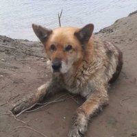 Отец с дочкой из Бурятии спасли тонущую собаку во время рыбалки