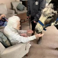 Целительный зверь: визит ослика осчастливил сотни жильцов домов престарелых