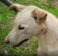 Кожа, да кости: на Сахалине вызволили из бетонной ловушки погибающую от голода собаку