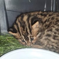 В Приморье из ДТП спасли детеныша редкого дальневосточного лесного кота