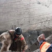 Две недели без еды и воды: истощенного пса обнаружили на дне котлована на Колыме