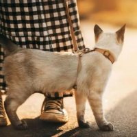 Можно ли выводить кошку гулять на шлейке и как это делать правильно?