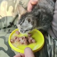 Семья на Сахалине 9 дней просидела в засаде, пытаясь спасти кошачье семейство в лесу