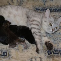 Жительница Калача рассказала о принявшей двух осиротевших щенят кошке
