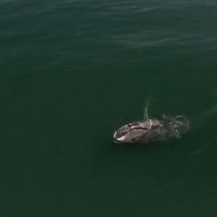 Запутался в сетях: краснокнижный гренландский кит погибает у берегов Шантарских островов
