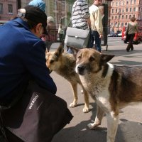 «Все маньяки начинали с котов»: Владимир Бурматов — о проблемах в современном законодательстве и халатности чиновников