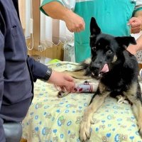 Полицейские спасли раненного живодером пса на севере Иркутской области