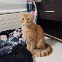 Блудный сын: пропавший во время переезда кот нашел дорогу к новому дому