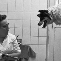 Краткая история московской ветеринарии: от кошмарного прошлого к туманному будущему