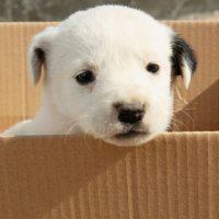 «Звоните после ноября 2023 года» — найти собаке новый дом в Москве сейчас почти невозможно