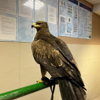 На Арбате зоозащитники изъяли у уличных фотографов краснокнижного орла и редкую сову