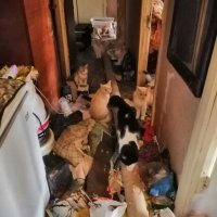 Десятки кошек голодали, болели и умирали в квартире южносахалинки