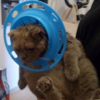 За сутки зооспасатели Екатеринбурга спасли трёх котов