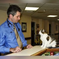 Бродячий кот стал помогать врачам, когда те пустили его в палату