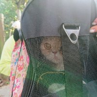 Просидевшую девять дней на дереве кошку спасли в Ленобласти