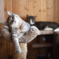 В Ростове за день полсотни котов нашли новых хозяев