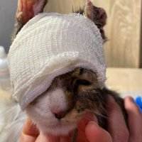 Тверские волонтеры рассказали историю спасенной модной кошки-«крошки»