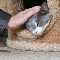 Кошкин дом: как подготовить питомца к разлуке на время мобилизации
