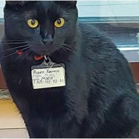 На рынке в Химках появилась первая кошка-сотрудница с бейджиком по имени Муся