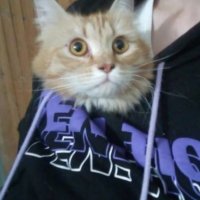 В Екатеринбурге спасли кошку, просидевшую несколько дней в шахте вентиляции