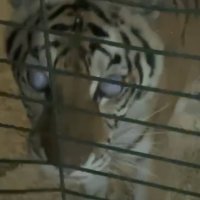 Слепая, без света и свежего воздуха: жители Саратова пытаются спасти запертую в сарае тигрицу