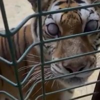 Ослепшую тигрицу Аврору из Саратова будут лечить в Московском зоопарке