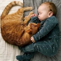 Кошки и дети: как подготовить любимого питомца к появлению ребенка в доме