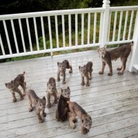 Необычные гости: К жителю Аляски «наведались» сразу семеро детенышей рыси